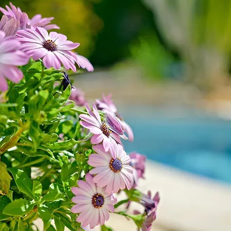 Mariposa Tatil Evi Calp